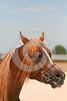 Arabian horse