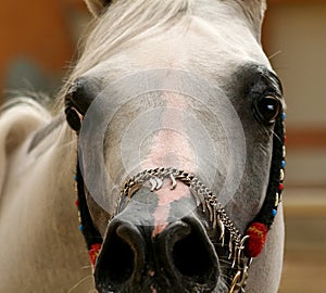 Arabian horse