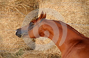 Arabian horse