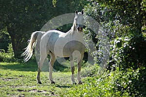 Arabian horse