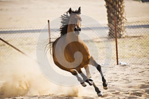 Arabian Horse