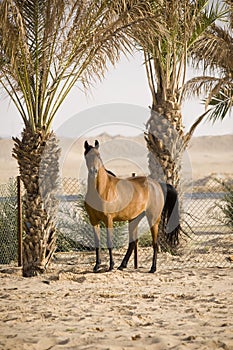 Arabian Horse