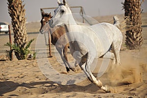 Arabian horse