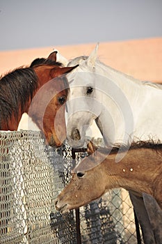 Arabian horse