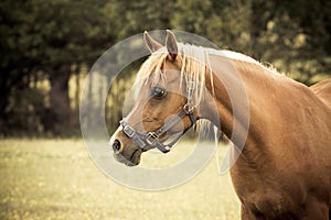 Arabian horse