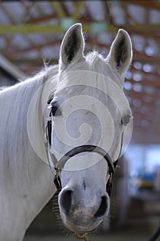 Arabian Horse