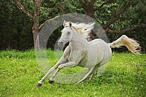 Arabian Horse