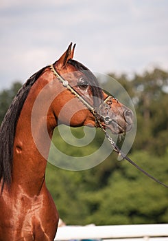 Arabian horse