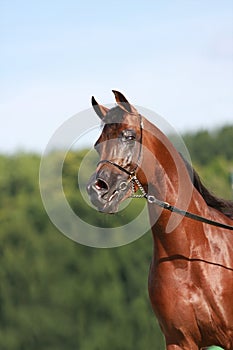 Arabian horse