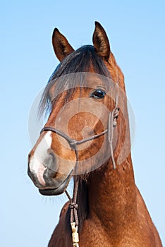 Arabian Horse