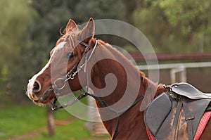 Arabian horse