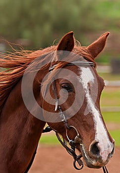 Arabian horse