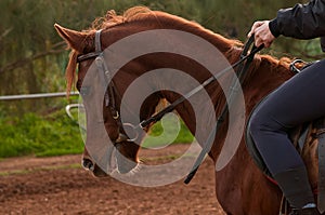 Arabian horse