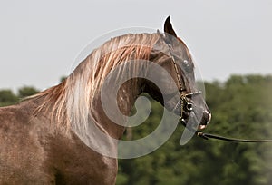 Arabian horse