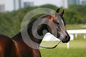 Arabian horse photo