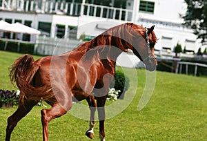 Arabian horse