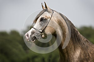 Arabian horse