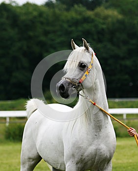 Arabian horse