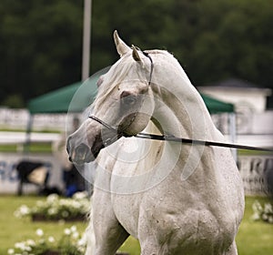 Arabian horse