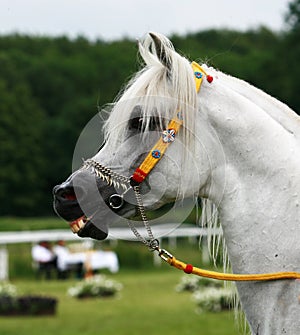 Arabian horse