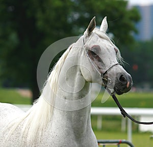 Arabian horse