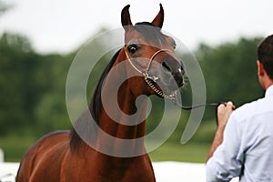 Arabian horse