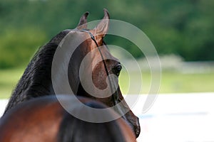 Arabian horse