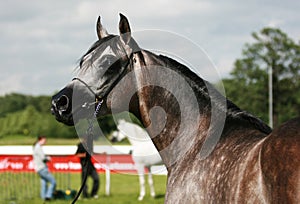 Arabian horse