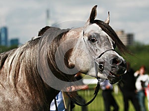 Arabian horse