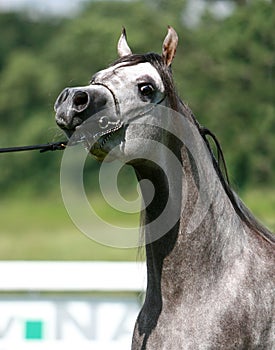 Arabian horse