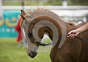 Arabian horse