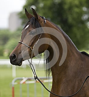 Arabian horse