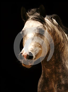 Arabian horse