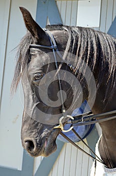 Arabian Horse