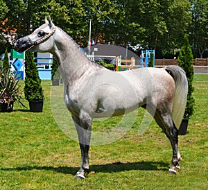 Arabian horse