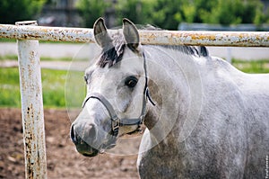 Arabian horse