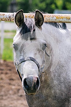 Arabian horse