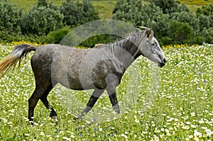 Arabian horse