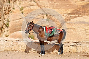 Arabian Horse