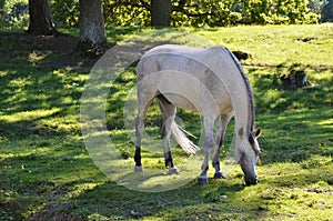 Arabian horse