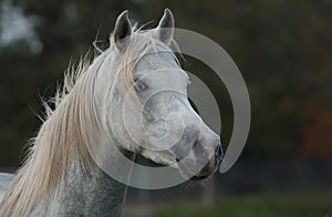 Arabian Horse