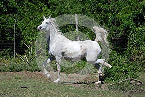 Arabian horse