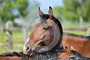 Arabian horse