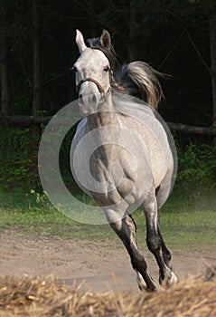 Arabian horse