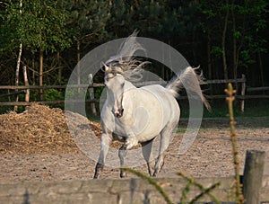 Arabian horse