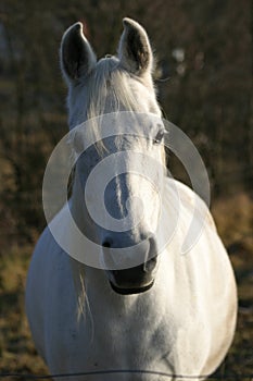 Arabian horse