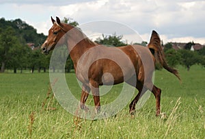 Arabian horse