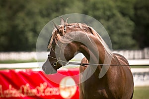 Arabian horse in bridle