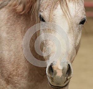 Arabian horse closeup of face