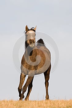 Arabian horse enjoys running on meadow